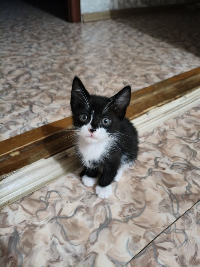 Отдам Котят в добрые руки.