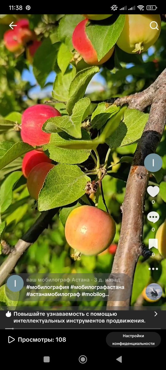 Продам домашние яблочки для компота.