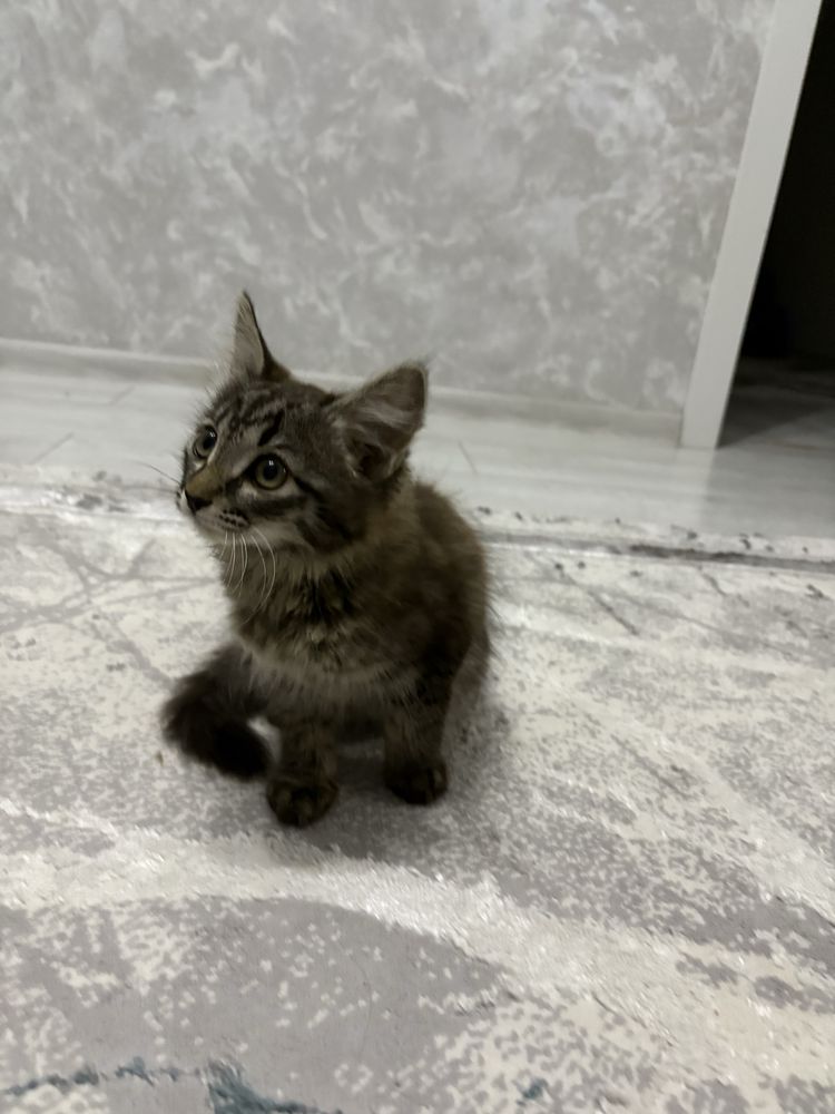 Котята.Отдам в хорошие руки