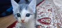 Отдам хороший руки котята