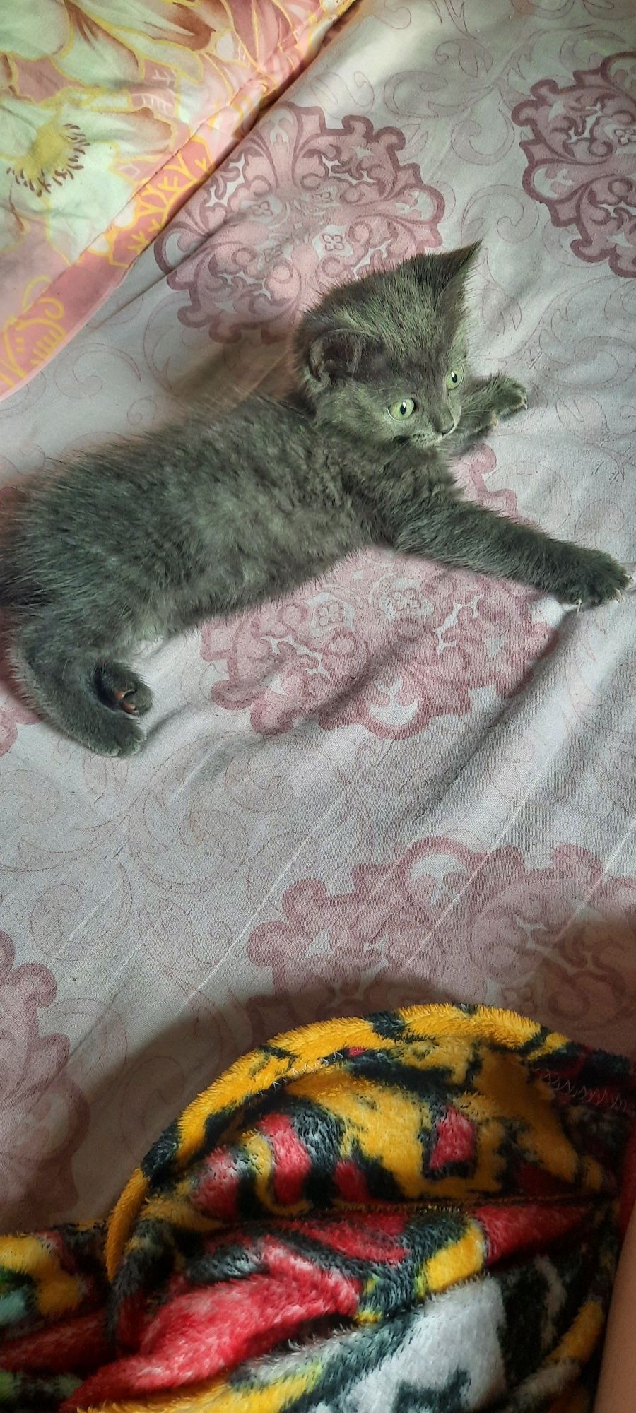 Отдам в добрые руки кошечку