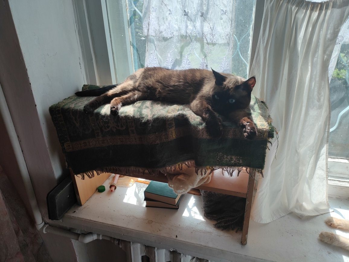 Кот сиамский, кастрирован