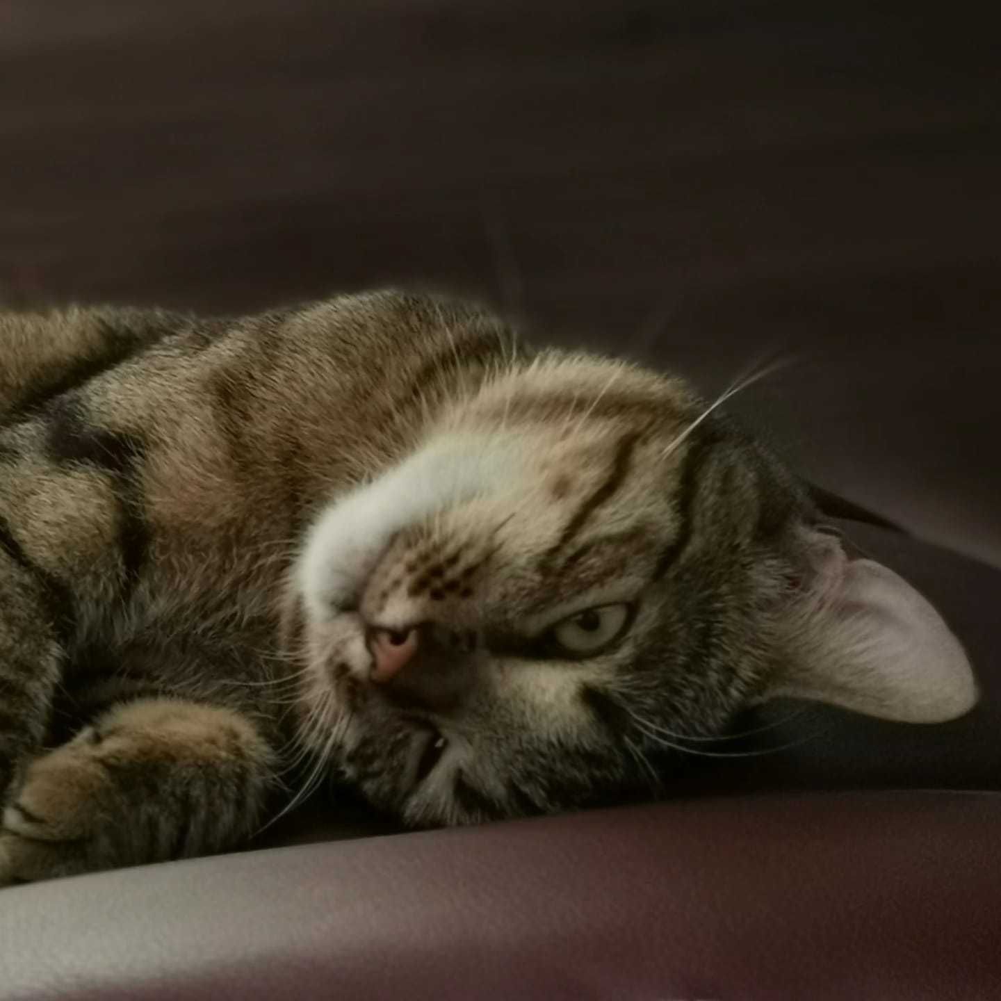 Котик в добрые руки