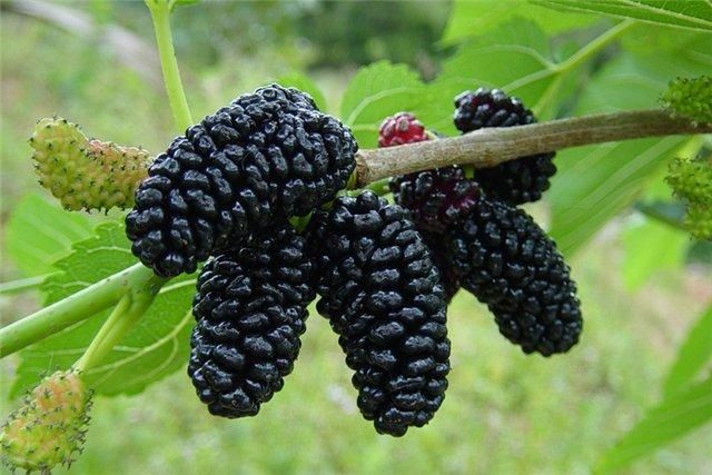 Комнатные цветы- рассада, саженцы шелковицы