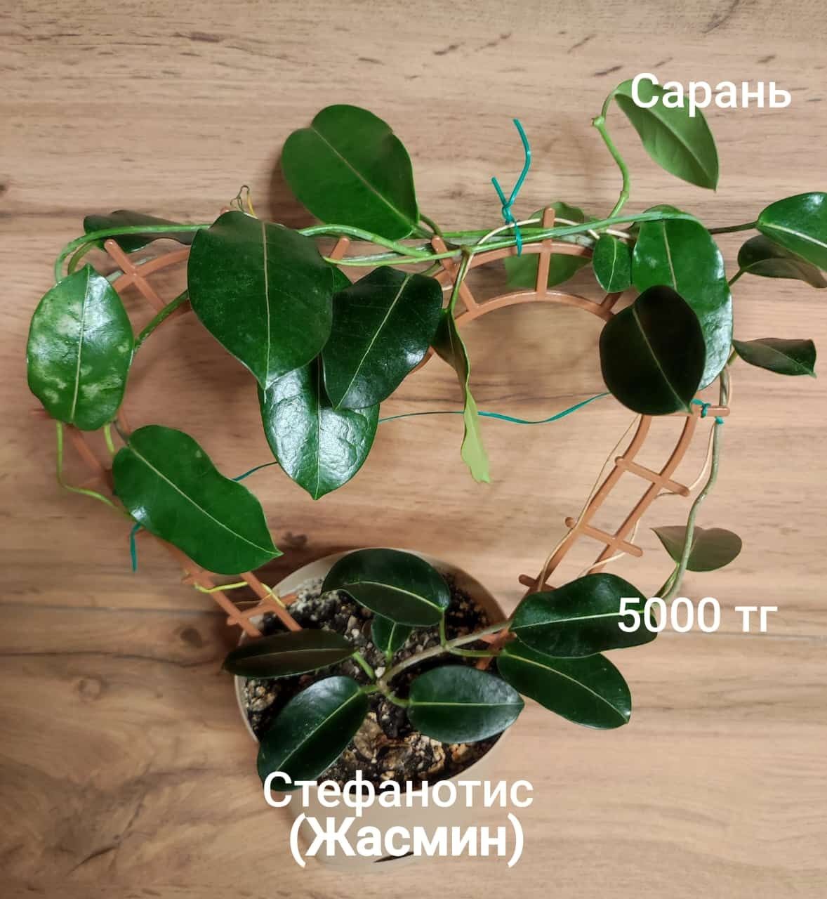 Жасмин, Тилландсия, Монстера,Калла
