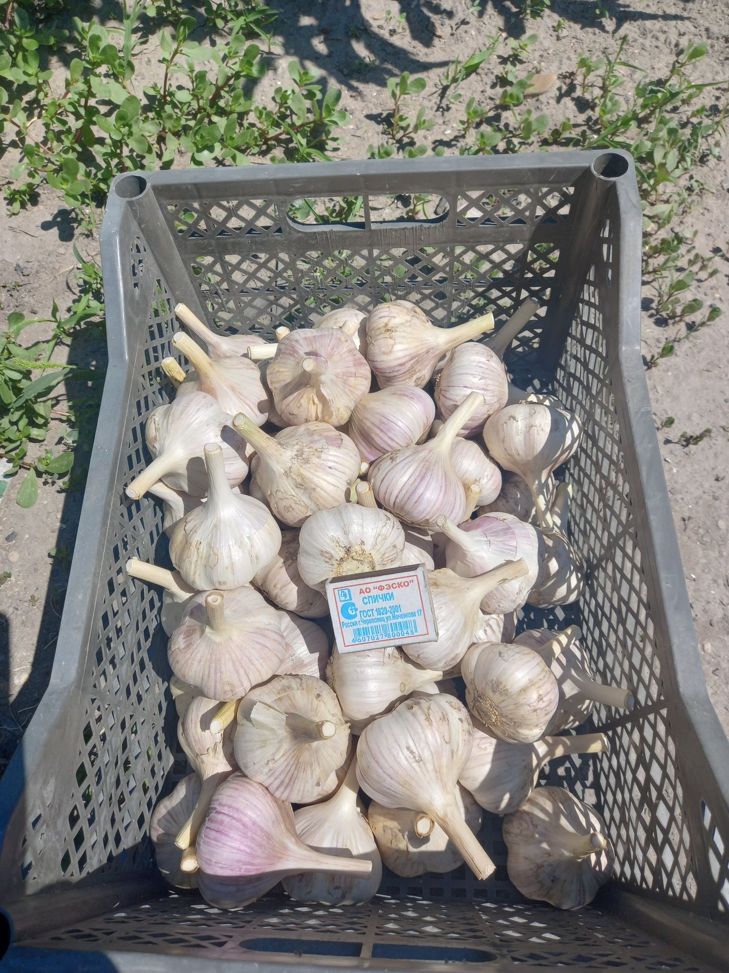 Продам домашний чеснок