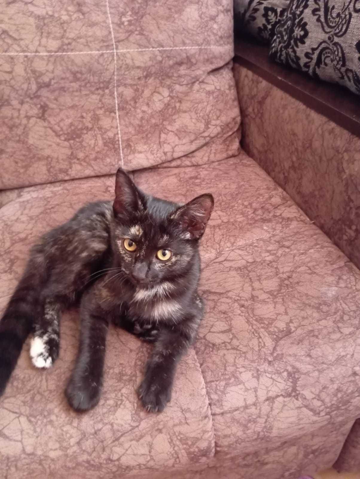 Отдам в хорошие руки котят-крысоловов