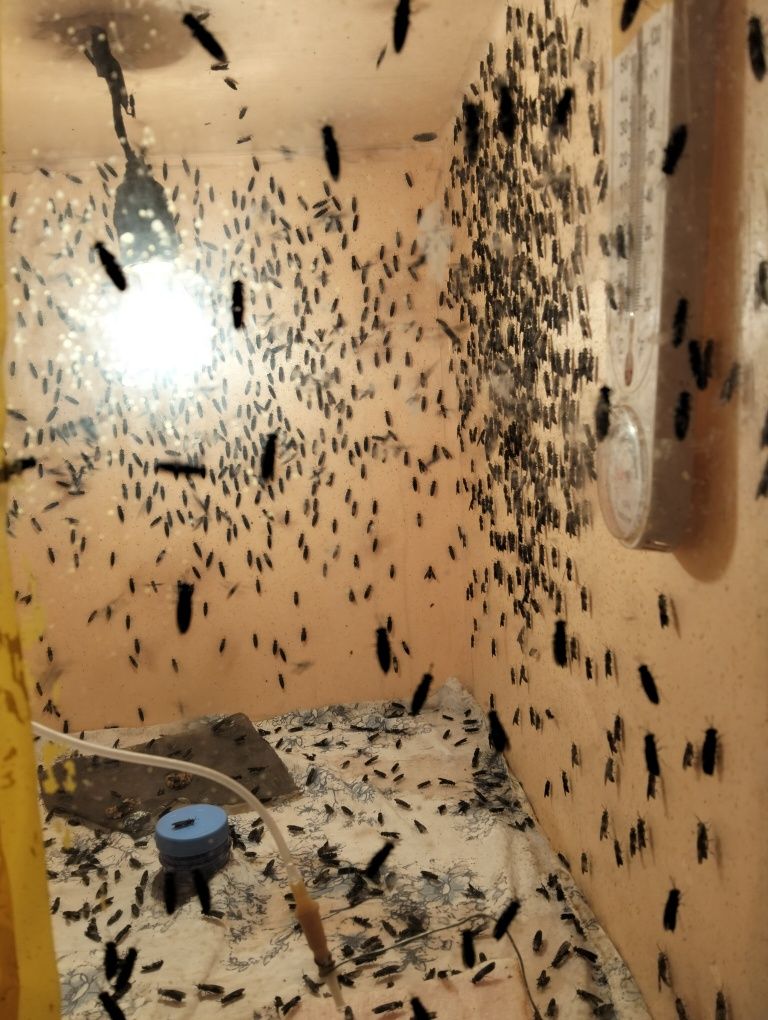 Опарыши черной львинки