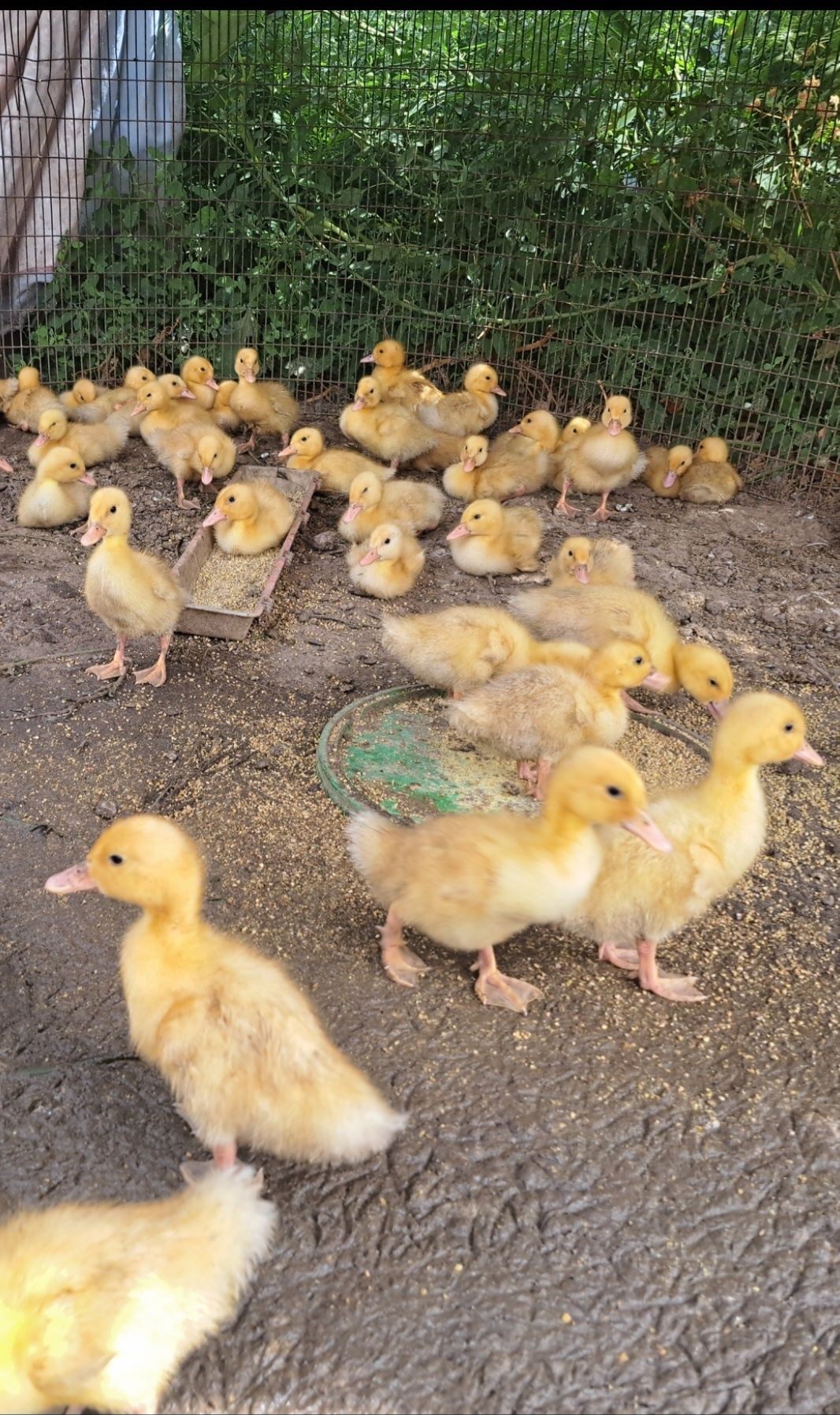 Продам утята бройлерных пекинь
