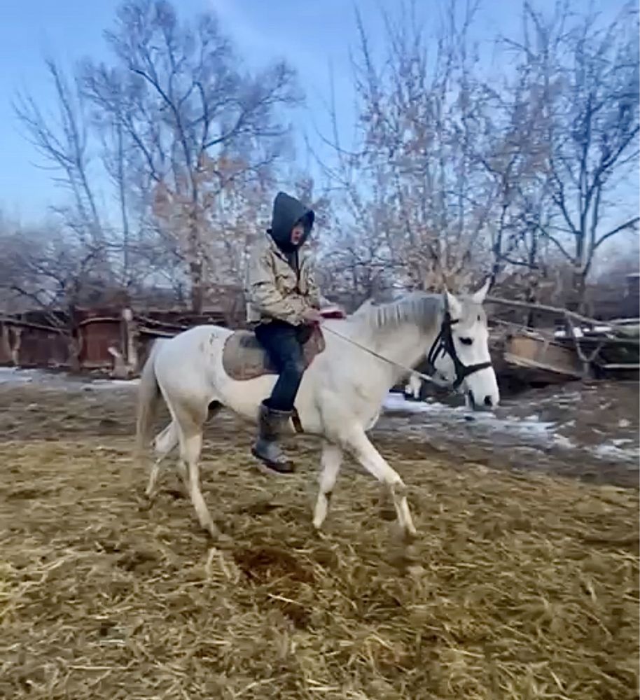 Лошадь, англоараб, жеребец, донен, байге