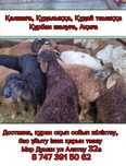 Кой кои баран токтушки