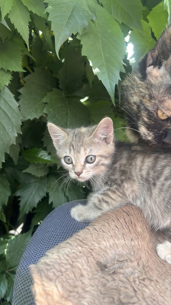 Отдам 2 котят ,девочки