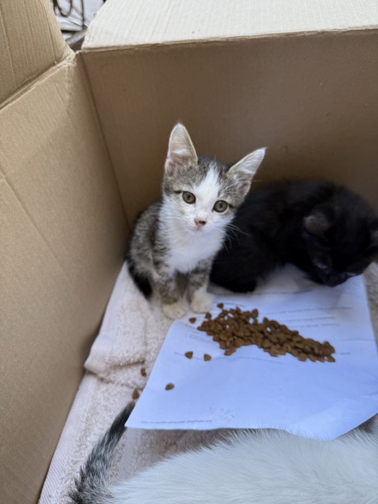 Ищем семью для котенка, 1.5 мес.