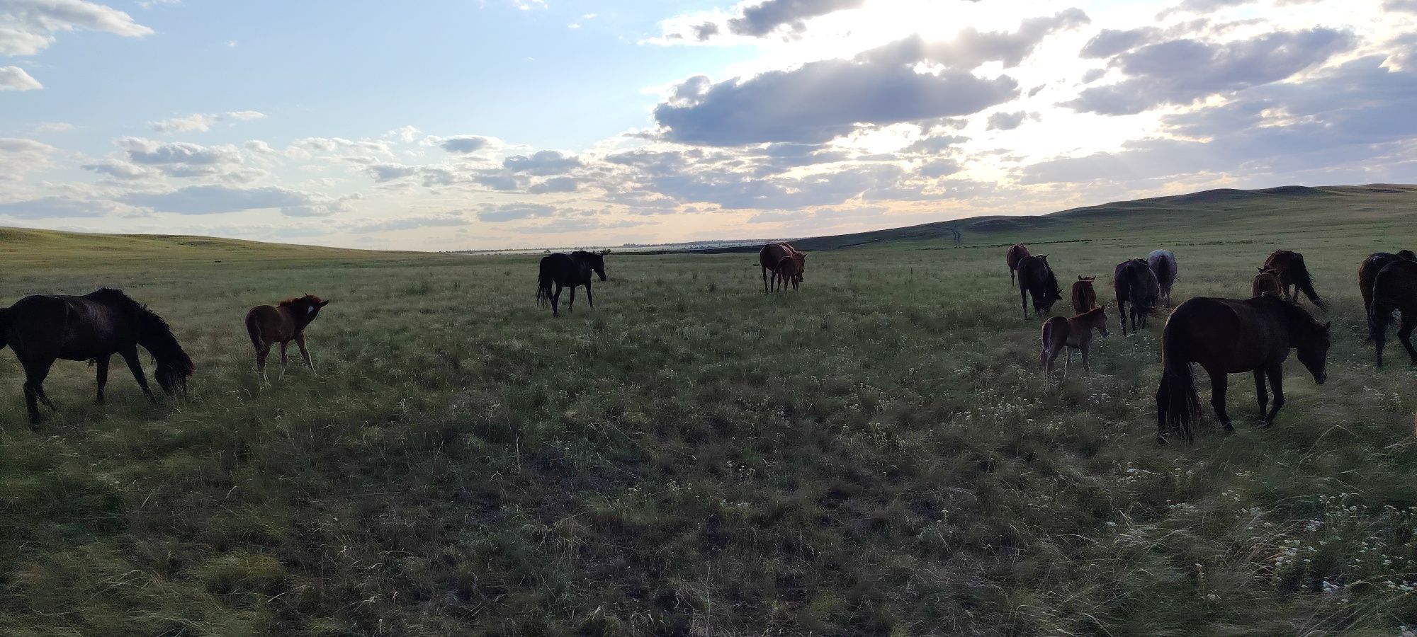 Продам Крестьянское хозяйства (шаруа қожалық сатылады)