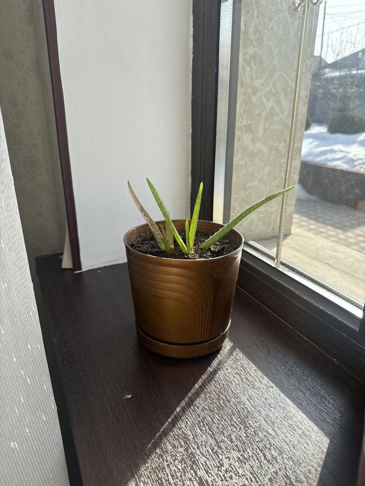 Алое вера растения