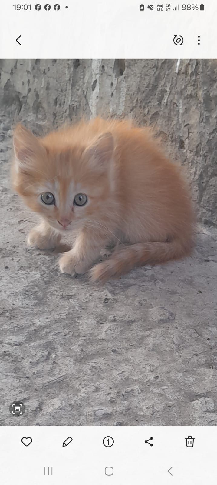 Отдам котят в хорошие руки бесплатно