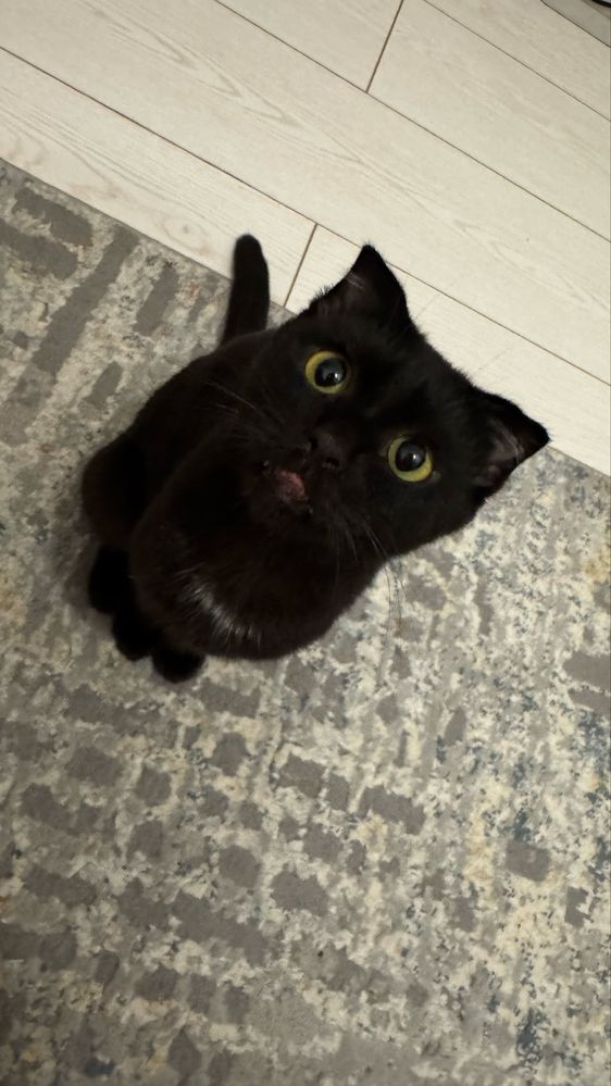 Котик в добрые руки