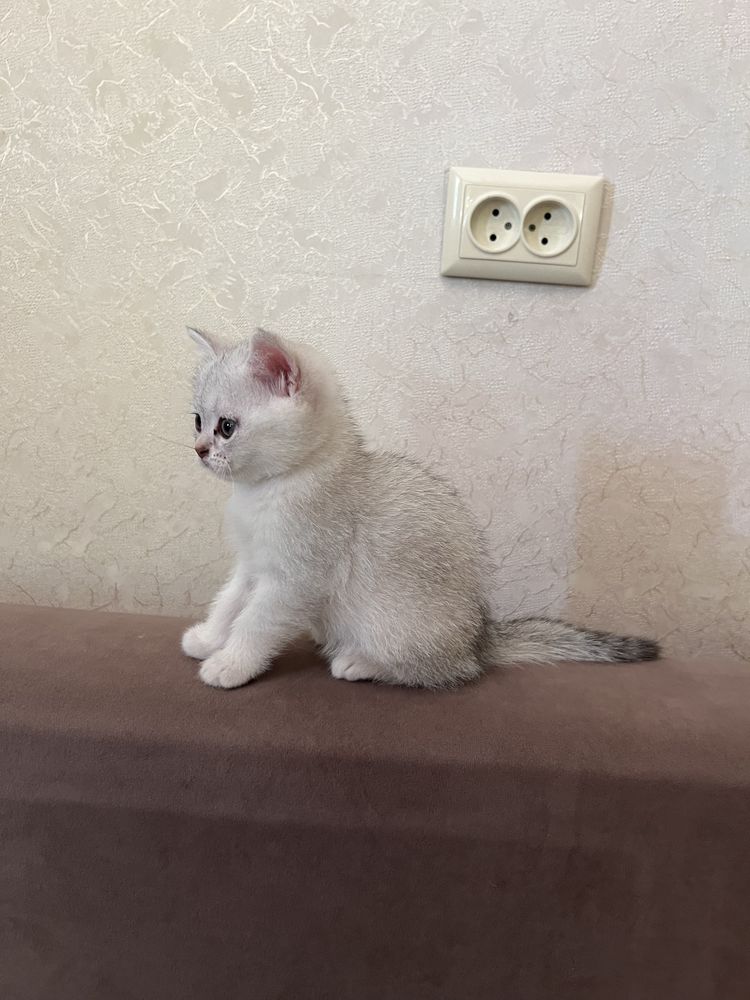 Продается породистый котенок !