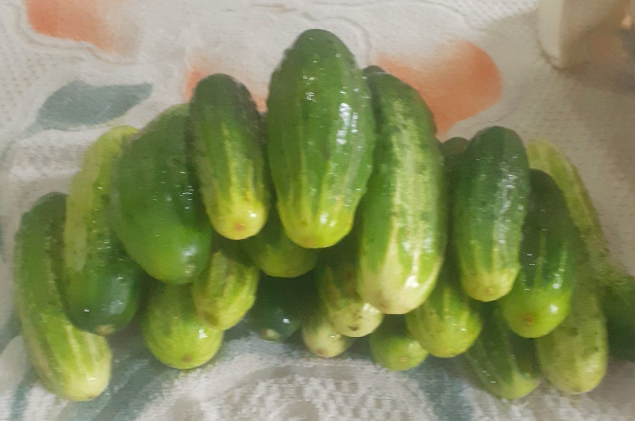 Продам домашние огурцы