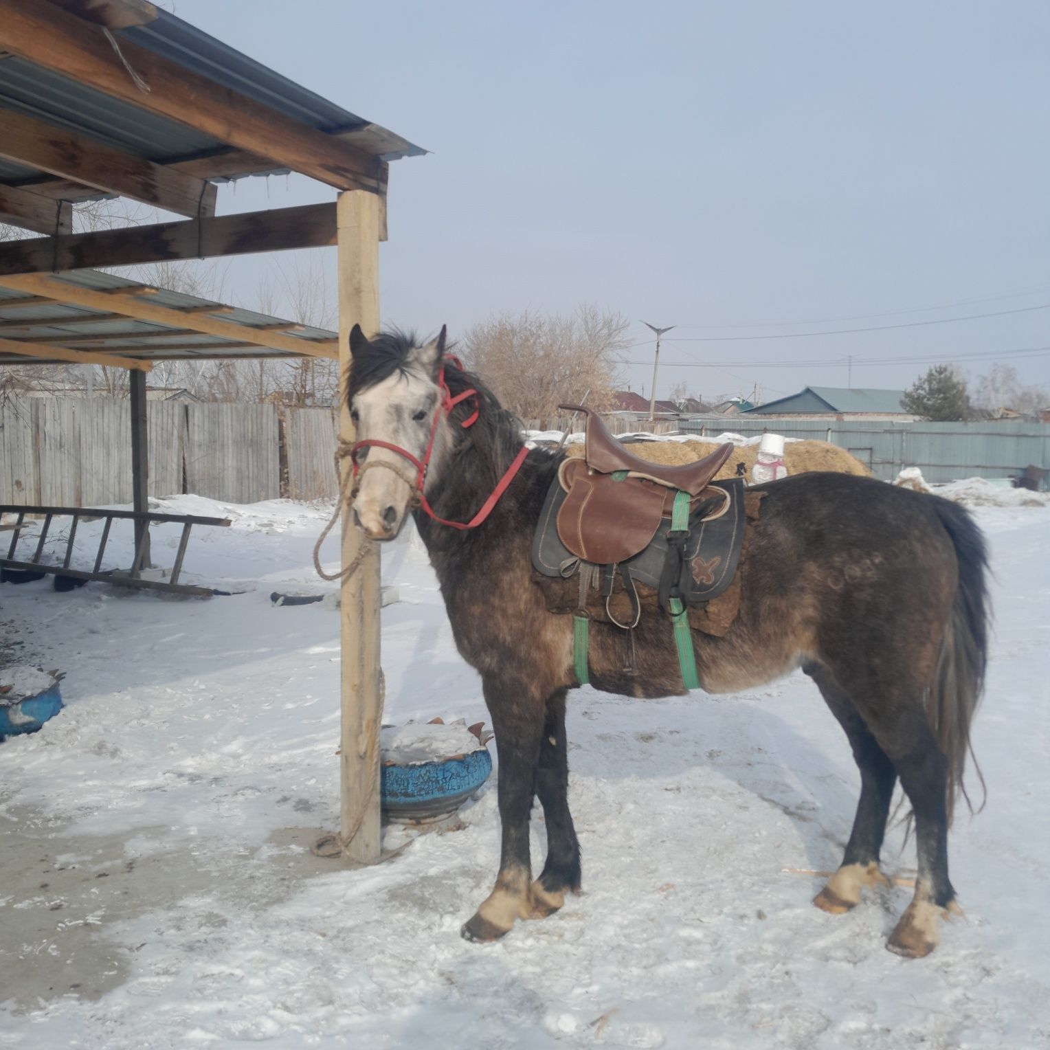 Продам 3 кабылы 1 жеребец