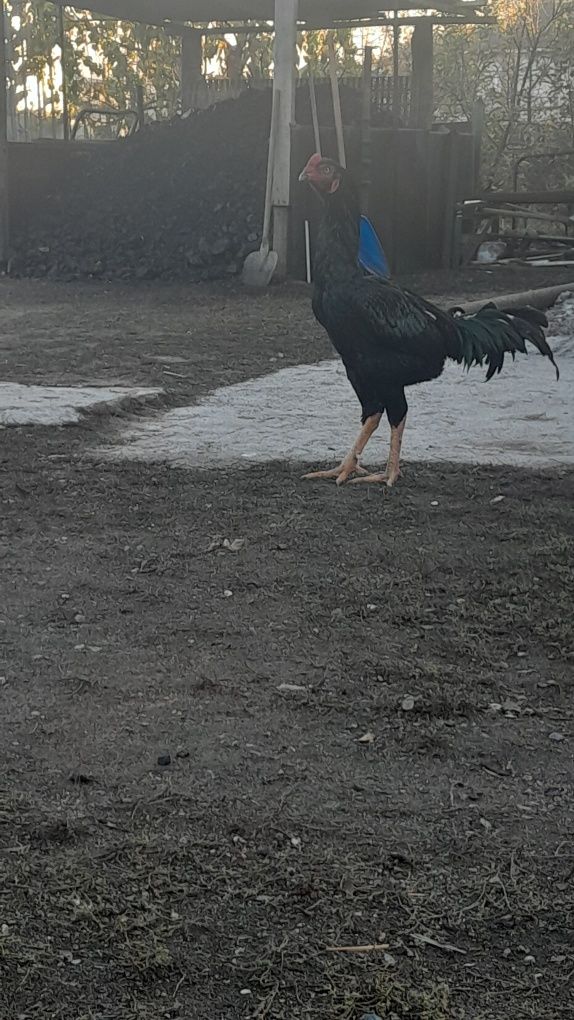 Дакан,бойцовский