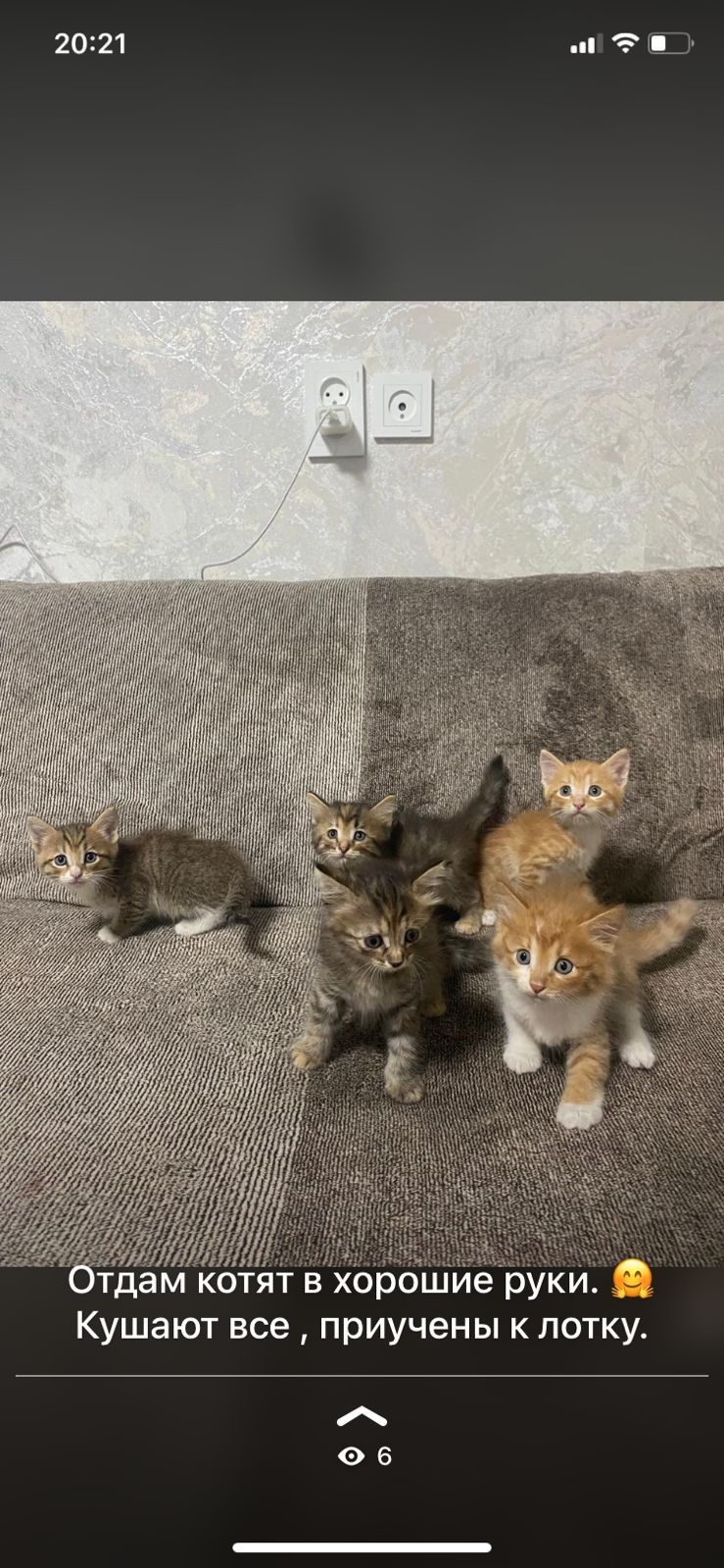 Котята в хорошие руки