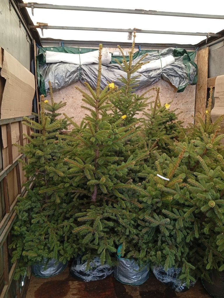 Продам саженцы ель сизая