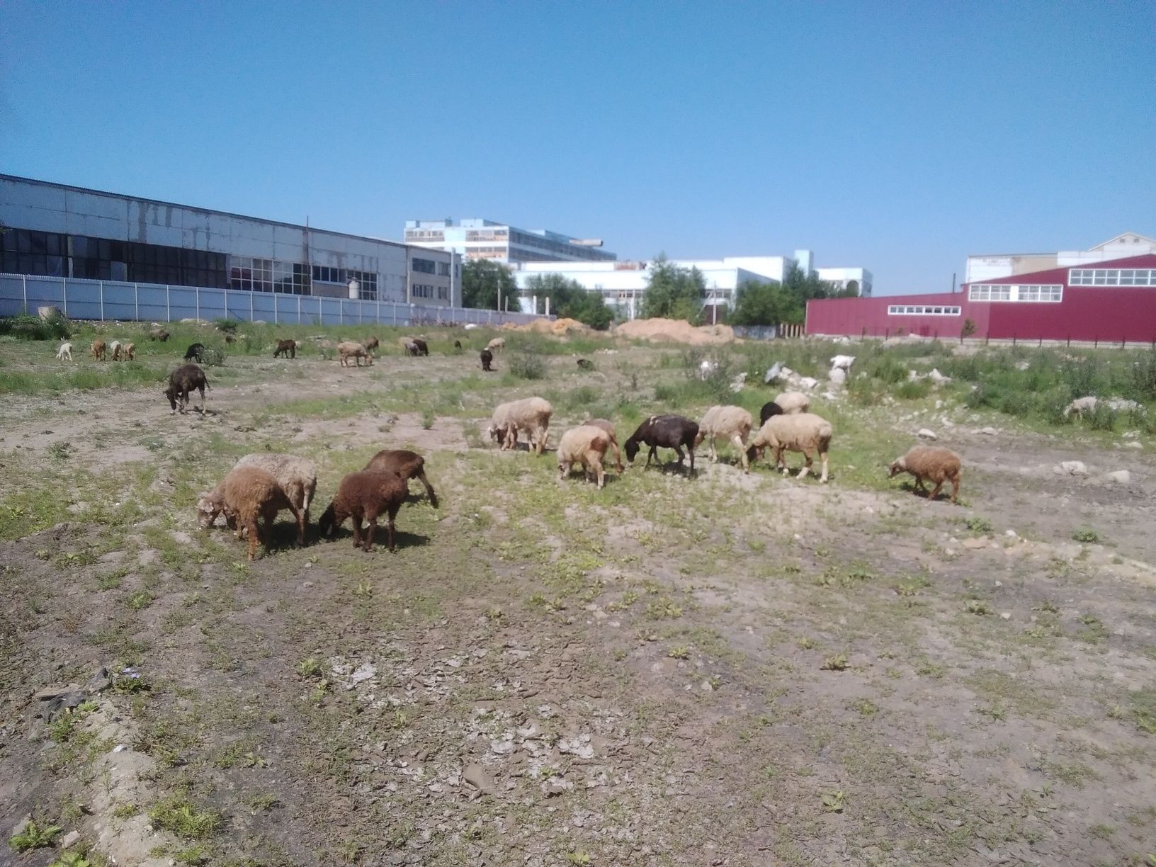 Продам баранов на мясо в городе