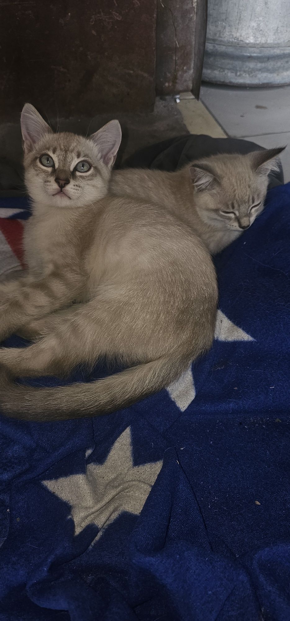 Котята в добрые ручки