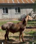 Продается Арашан кошкар