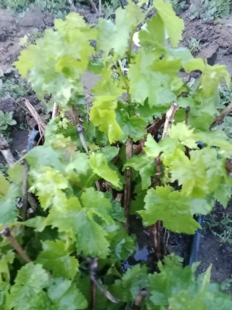 Продам саженцы винограда