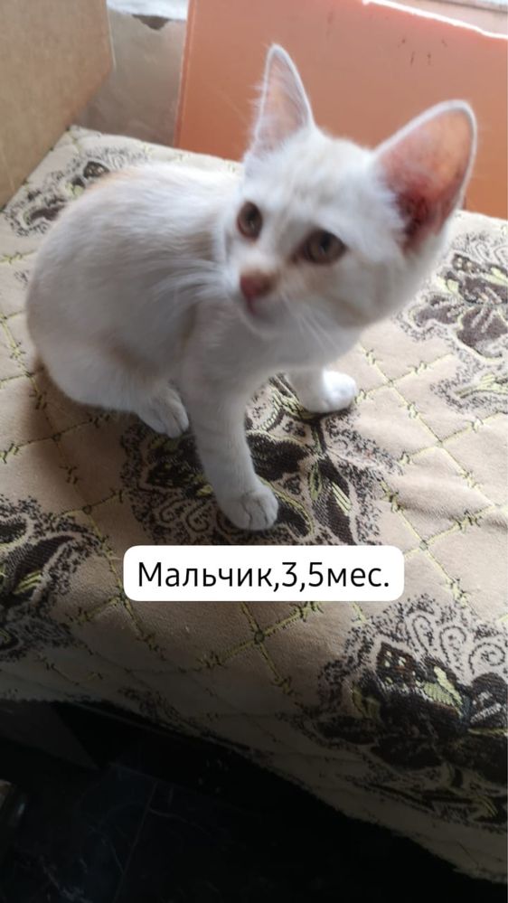 Маленькие пушистики ищут дом