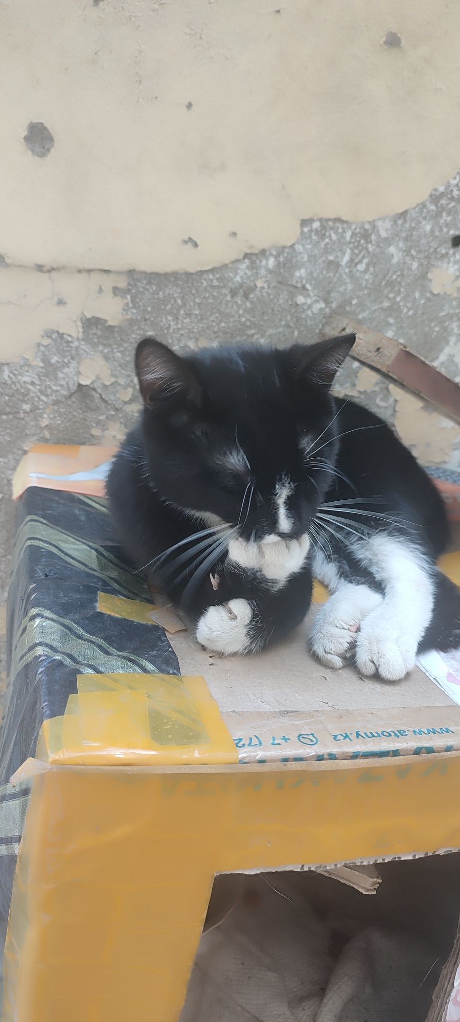 Котик мальчик отдам