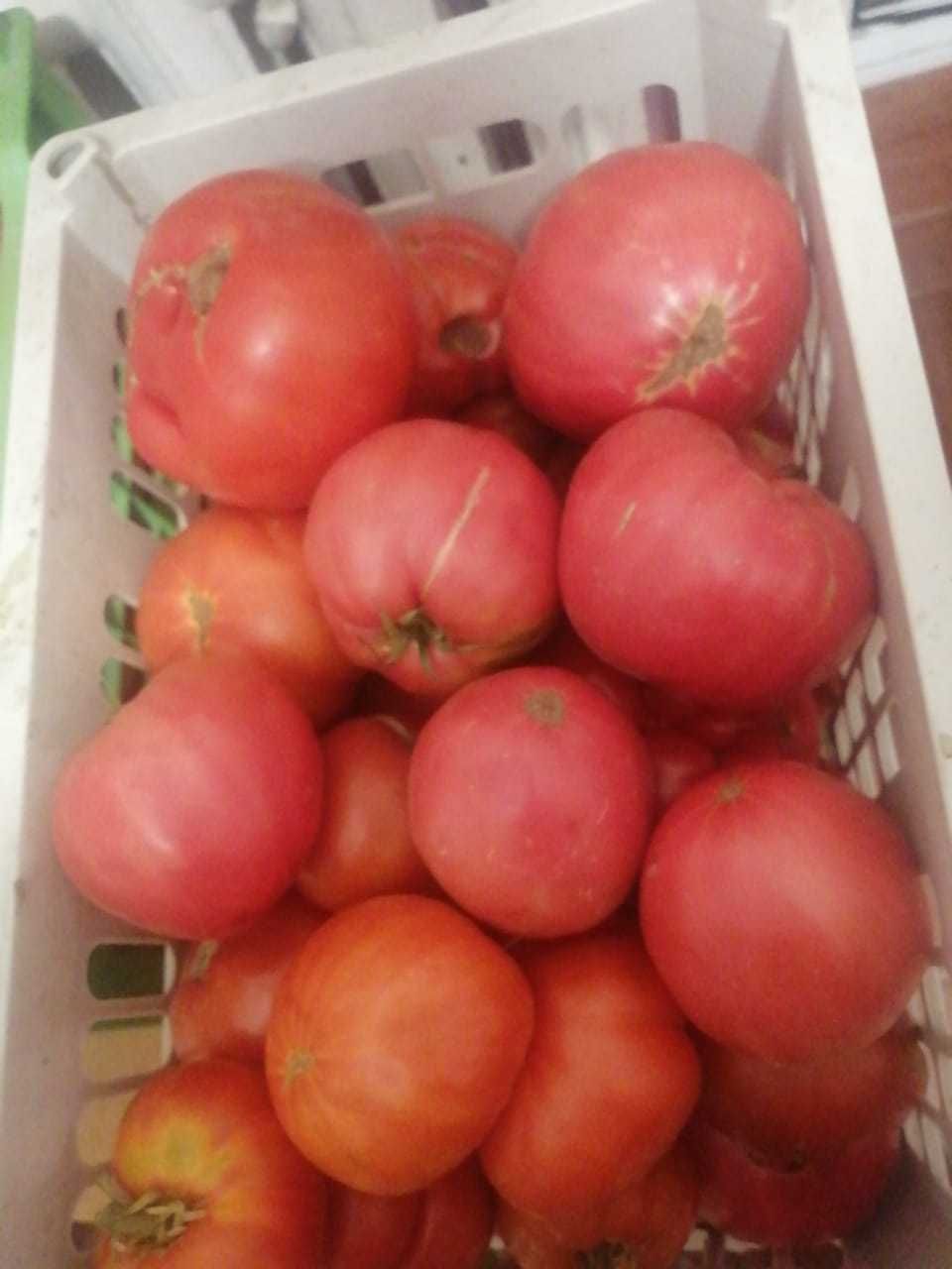 Продам помидоры домашние