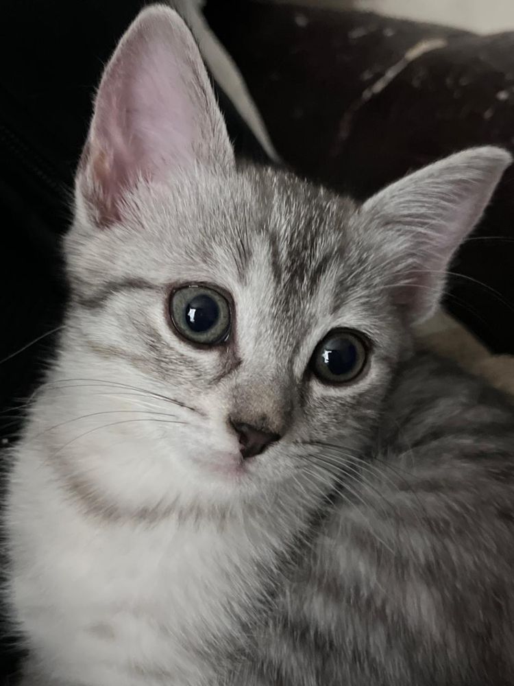 Котята 2 месяца (папа шатлендец-шиншила )