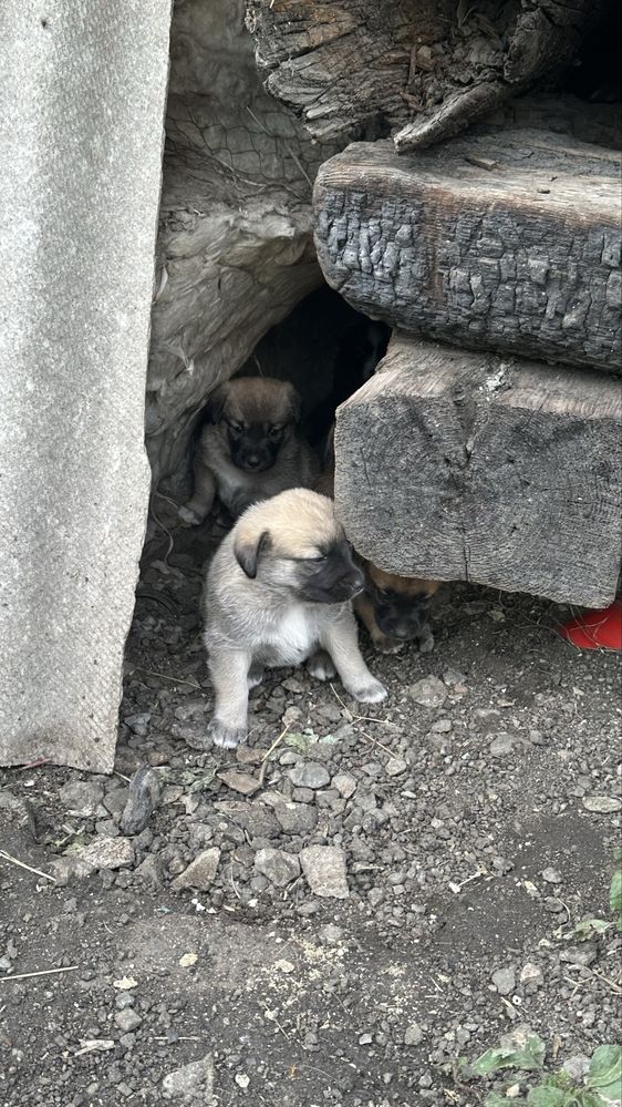Щенята звоночки 1 месяц