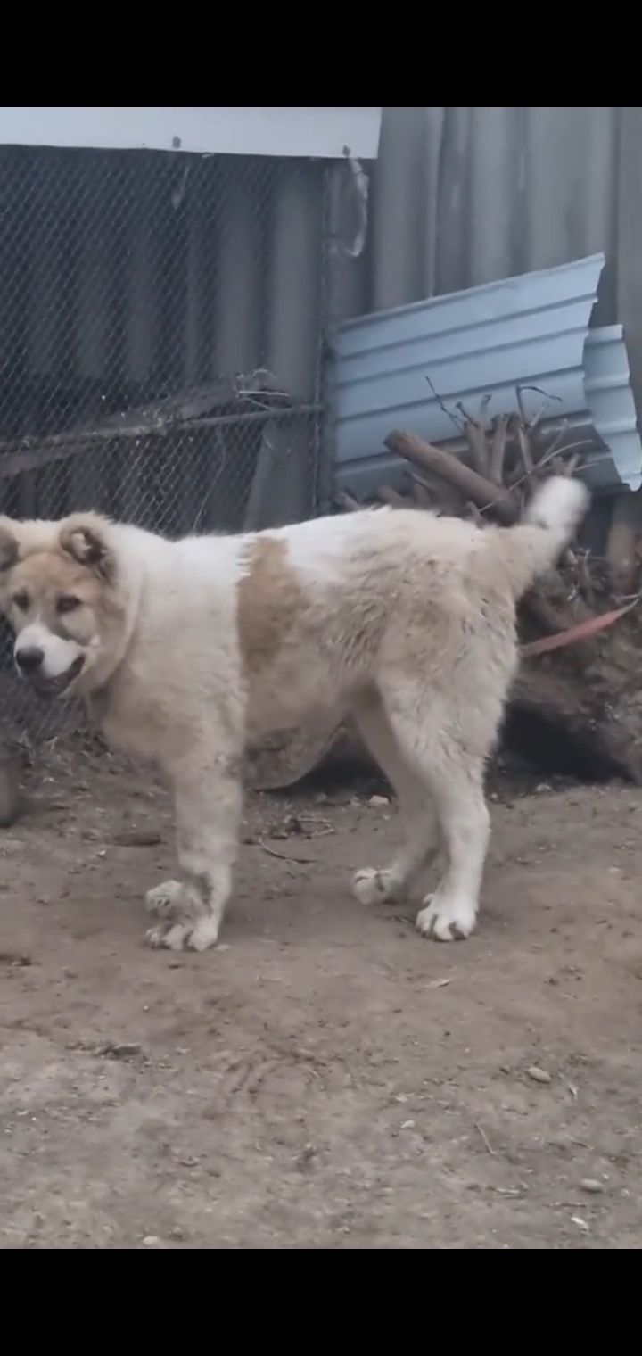 Алабай кавказский