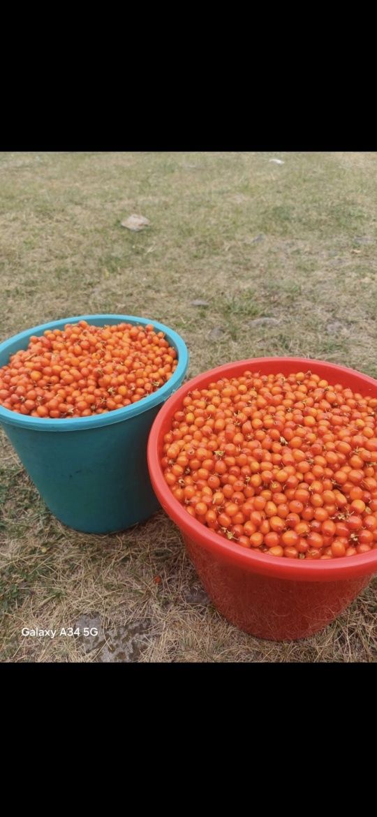 Продам    облепиху