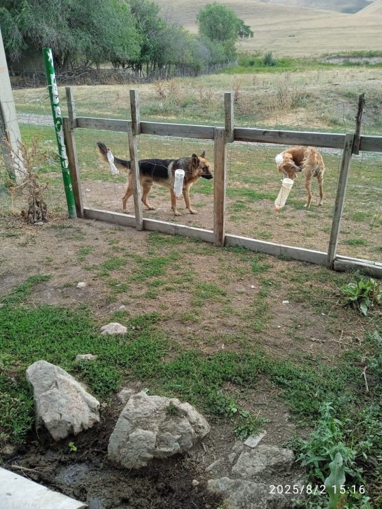 Продаю немецкую авчарку