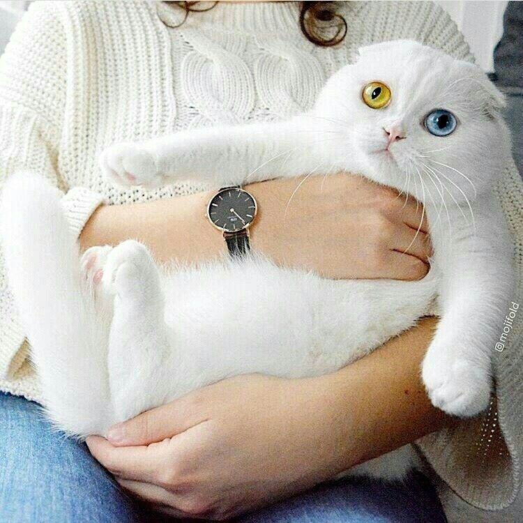 Кот Вязка шотландский вислоухий с большим опытом