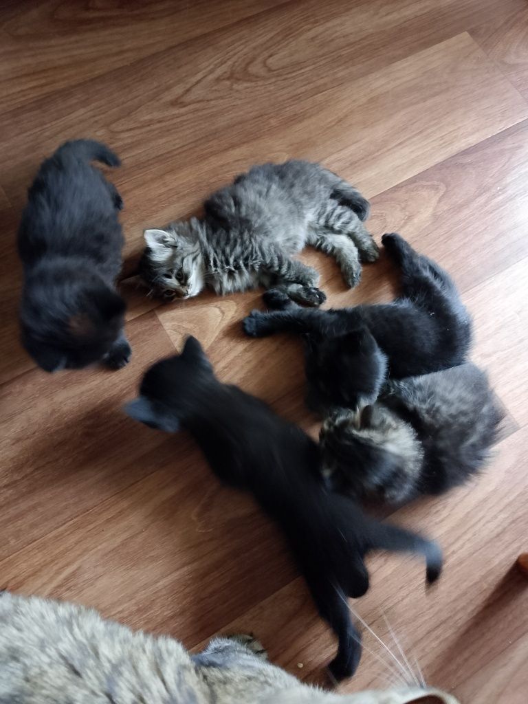 Подарим красивых котят