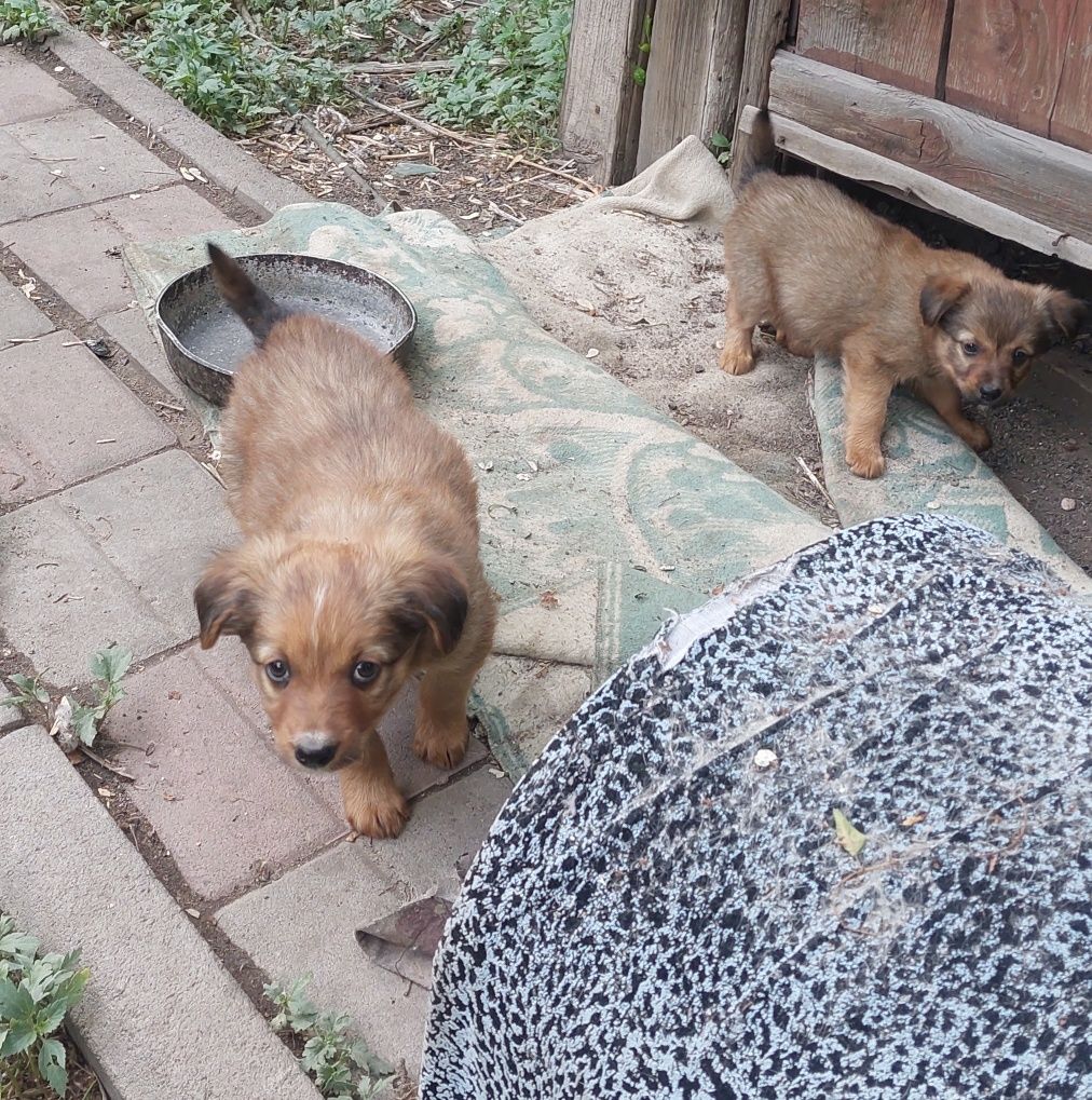 Щенки 1.5 месяца