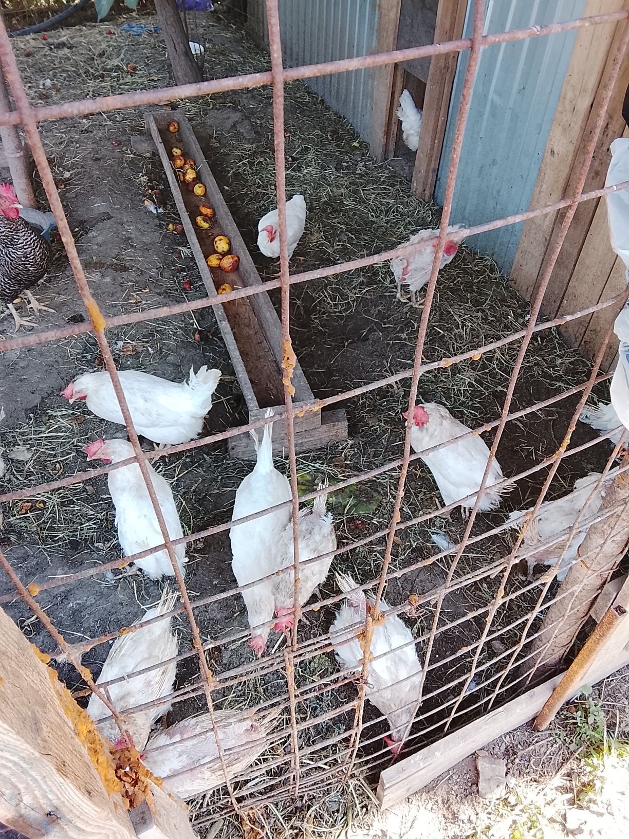 Продам курей несушек