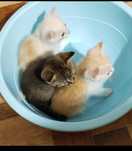 Отдам котят в добрые руки