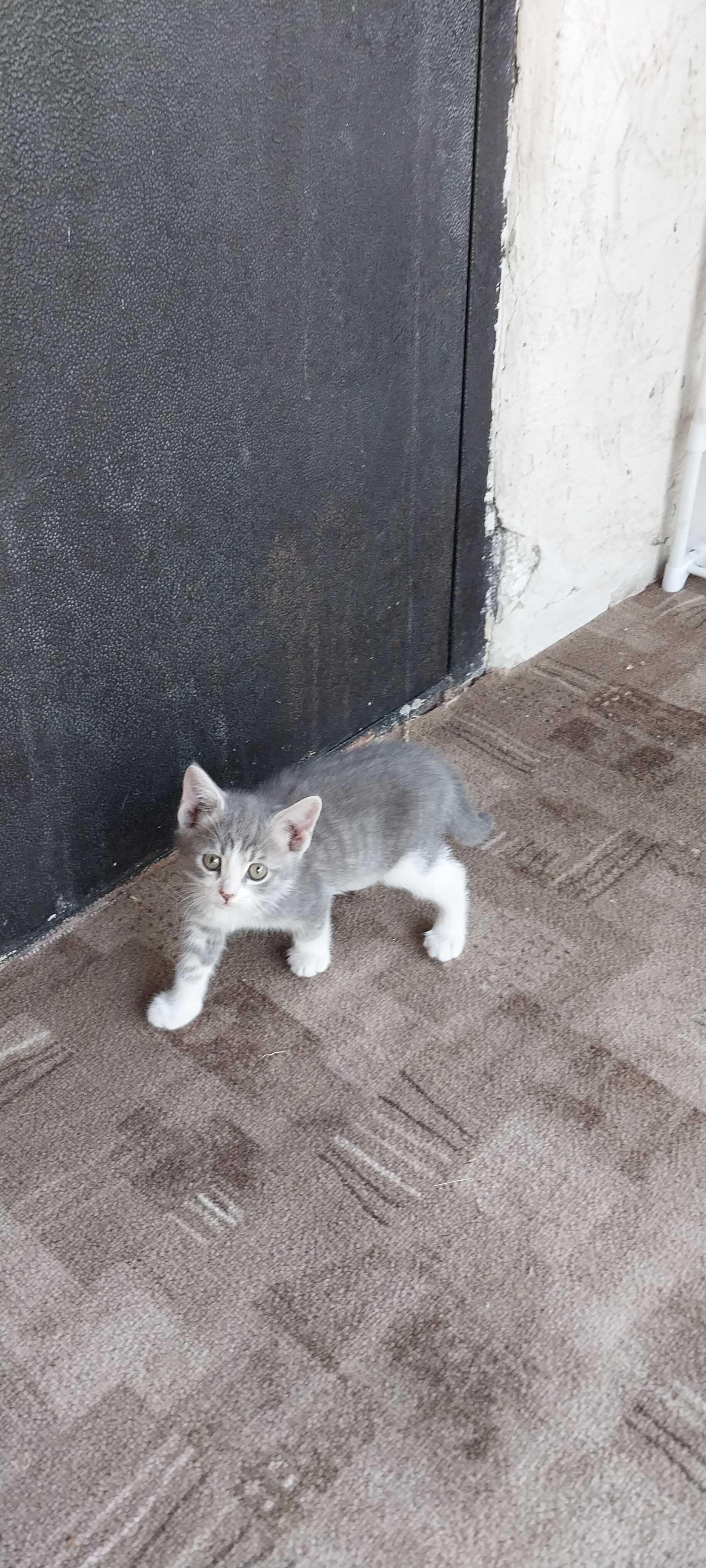 Отдам  в добрые руки котят