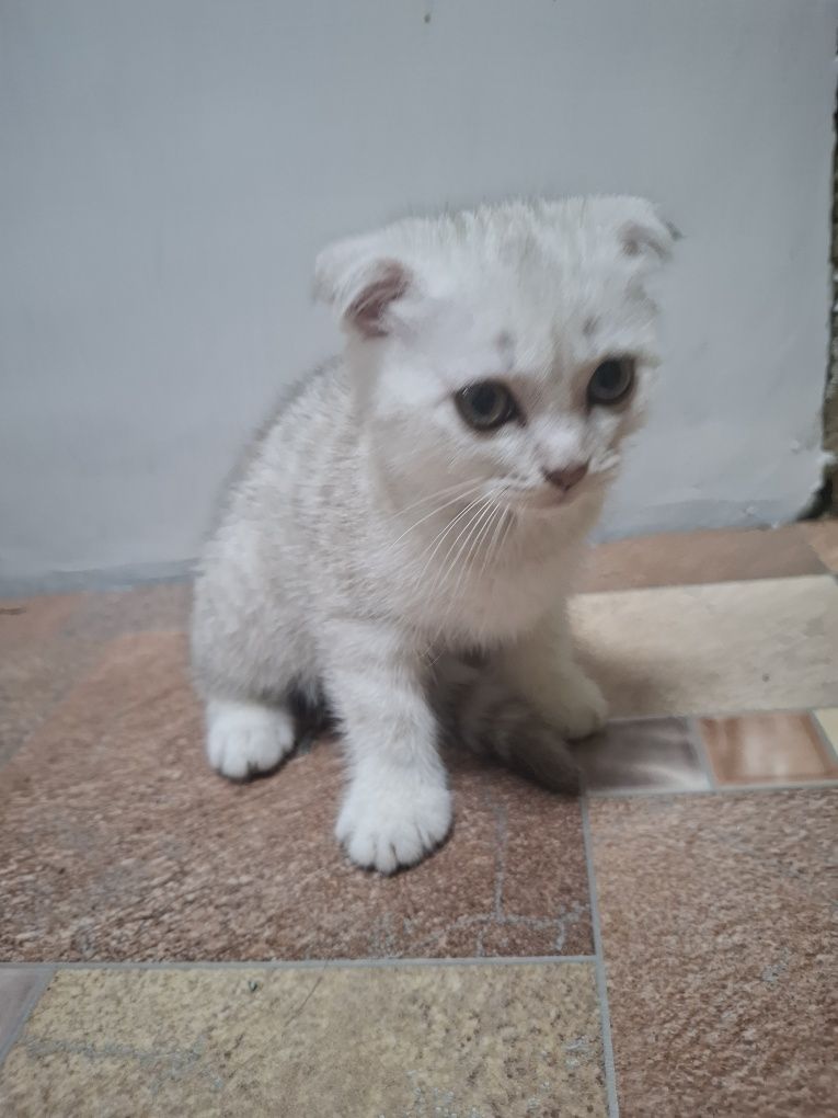 Продам котенка. Девочка