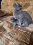 Продам котёнка, вислоухий,мальчик,5 мес,шотландец,бронь 3-х нед.котят