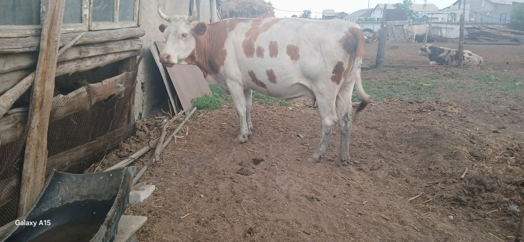 Продам корову упитанныйе