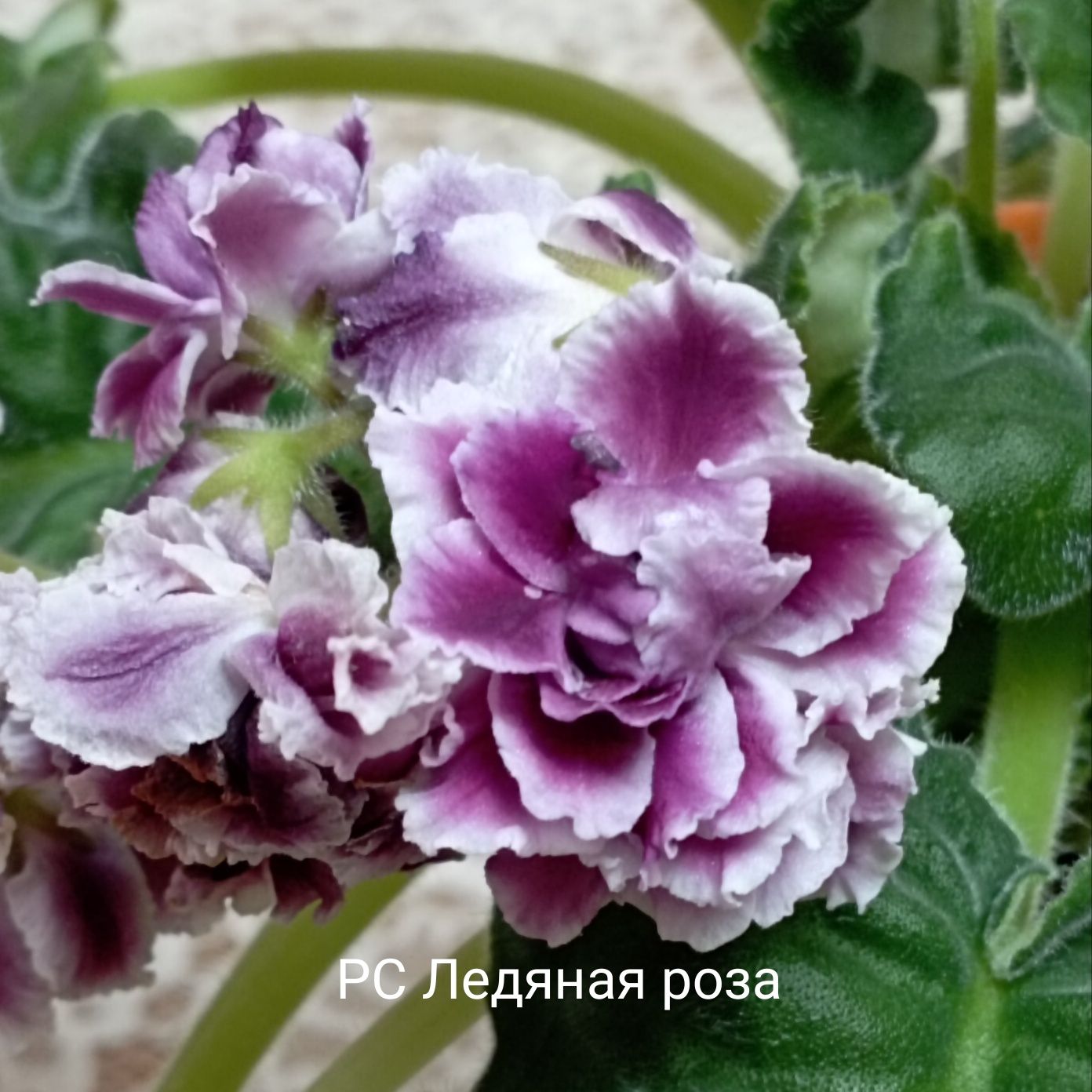 Распродажа взрослых сортовых фиалок