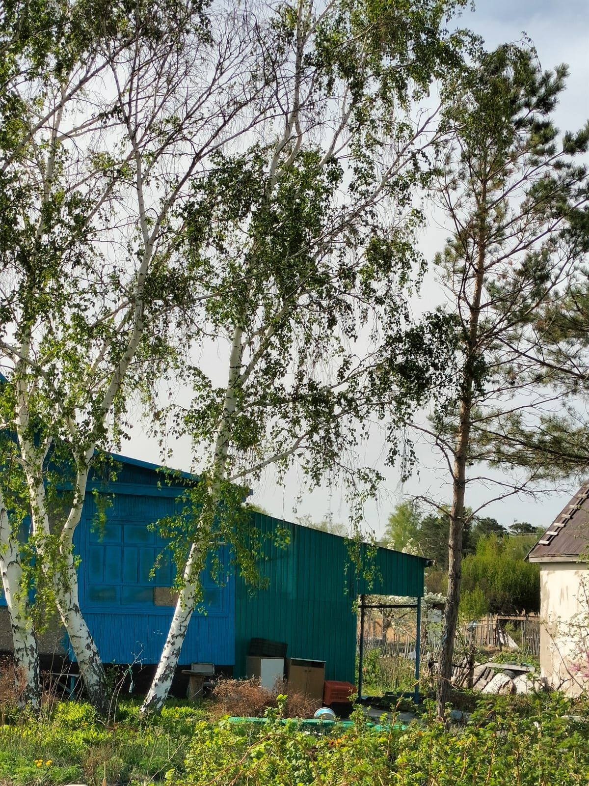 Продаю дачный участок в д.о Мичуринец